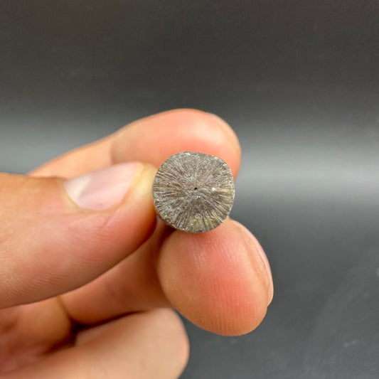 Belemnite (Fossil Squid) shell fossil - Whitby, North Yorkshire Jurassic Coast Yorkshire Fossils