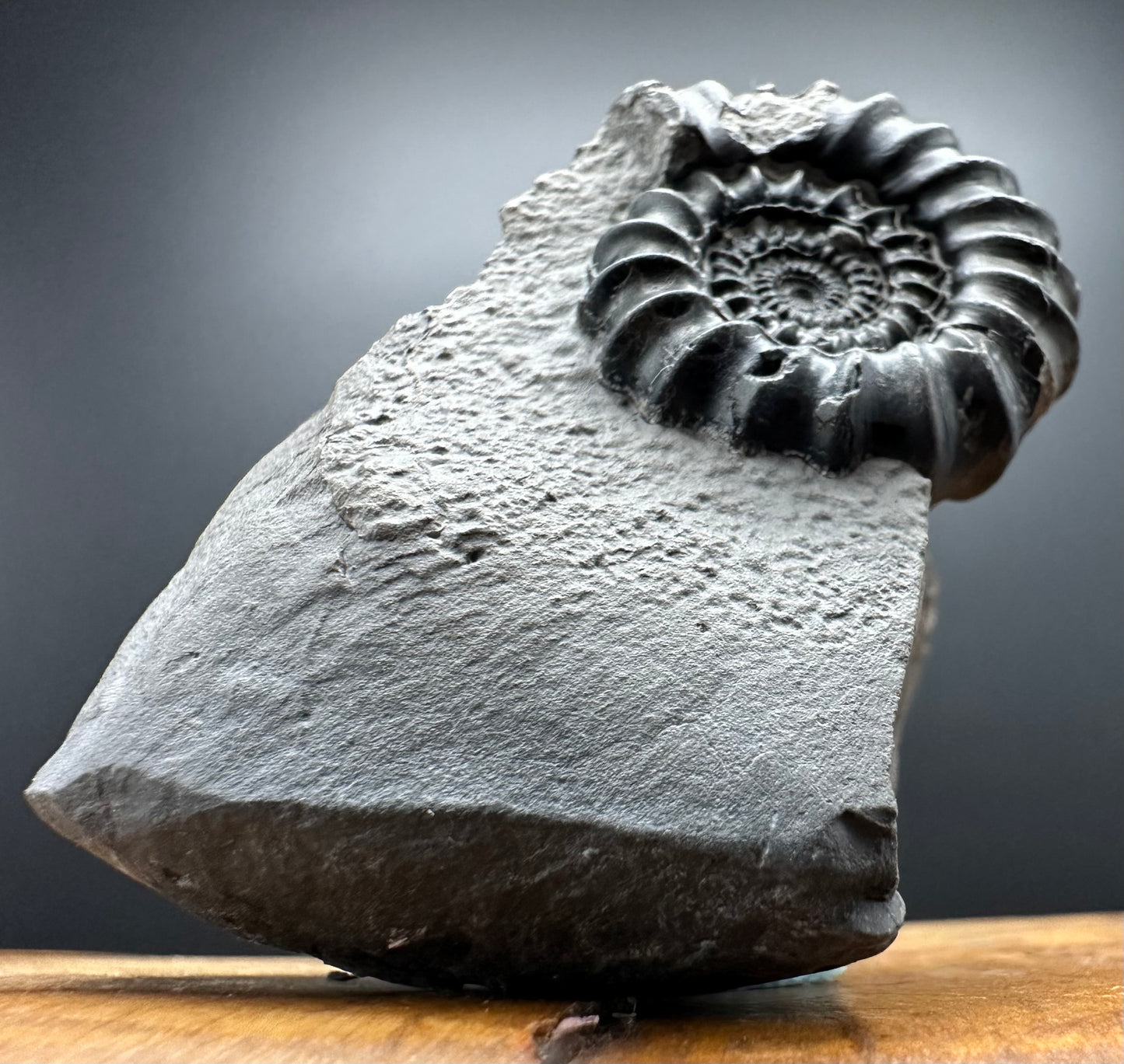 Gagaticeras Ammonite fossil with box and stand - Whitby, North Yorkshire Jurassic Coast Yorkshire Fossils