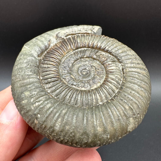 Dactylioceras Ammonite Fossil With Box And Stand - Whitby, North Yorkshire Jurassic Coast Yorkshire Fossils