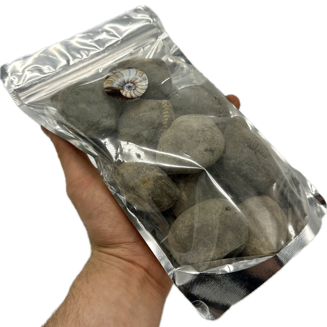 Small Ammonite Nodules x10 ammonite fossil - Whitby, North Yorkshire Jurassic Coast, Yorkshire fossils