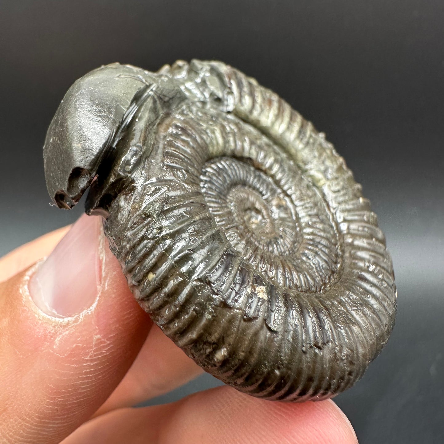 Snakestone Ammonite Fossil With Bag/Box And Stand - Whitby, North Yorkshire Jurassic Coast Yorkshire Fossils