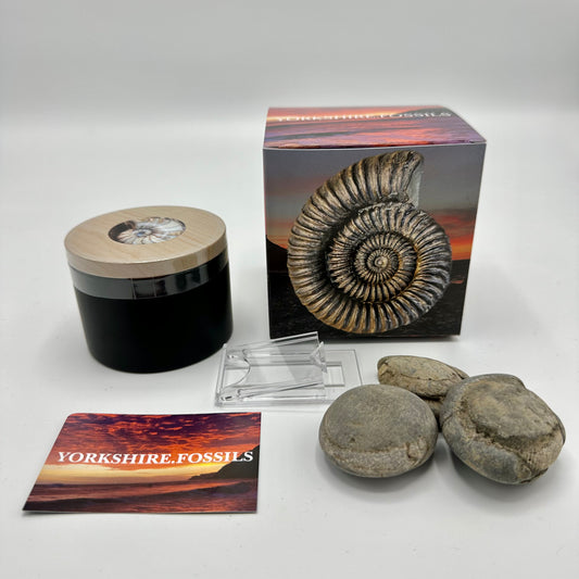 Yorkshire Fossils Box Bundle - Ammonite shell fossil Jurassic Coast, North Yorkshire