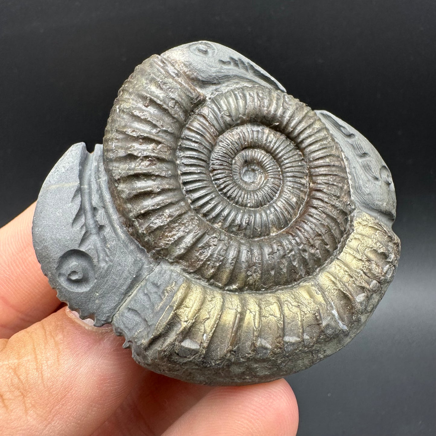 Hydra Snakestone Ammonite Fossil With Bag/Box And Stand - Whitby, North Yorkshire Jurassic Coast Yorkshire Fossils