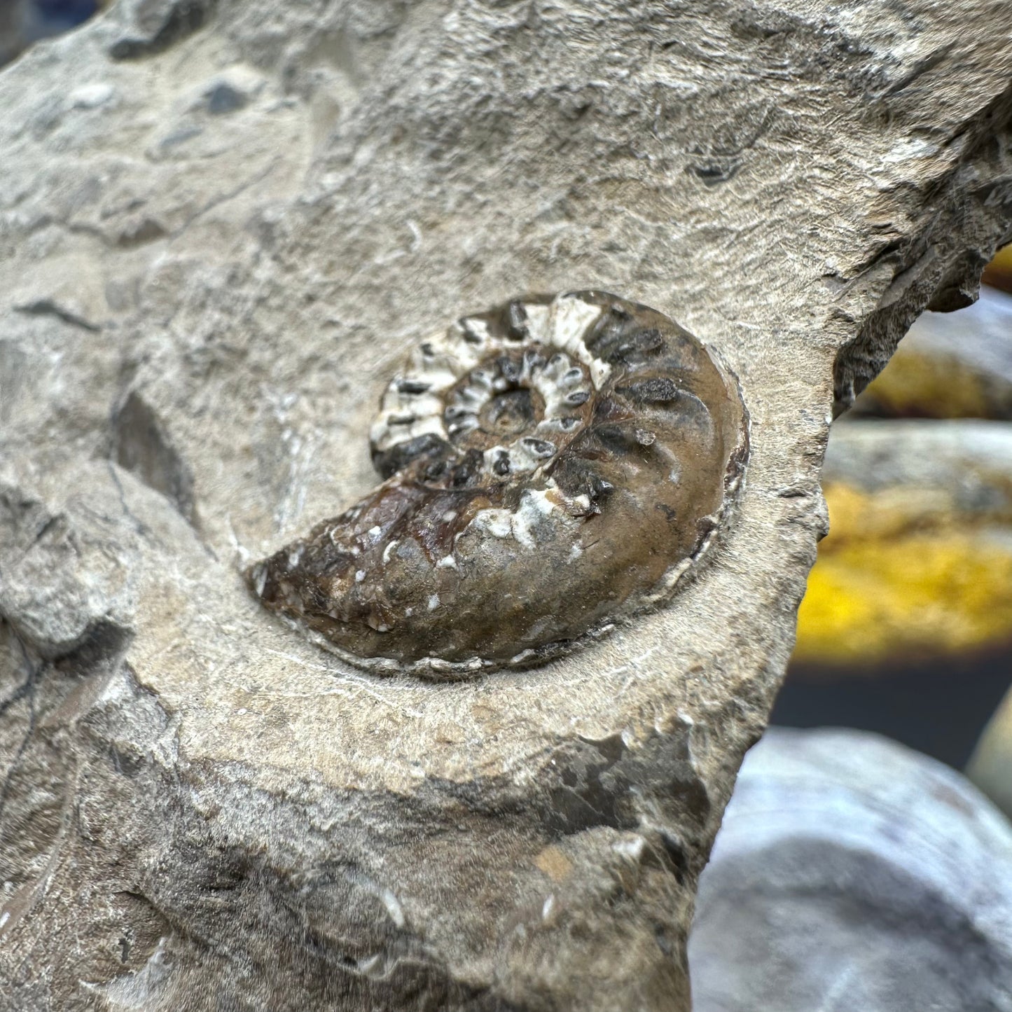 Amaltheus subnodosus ammonite fossil - Whitby, North Yorkshire Jurassic Coast, Yorkshire Fossils