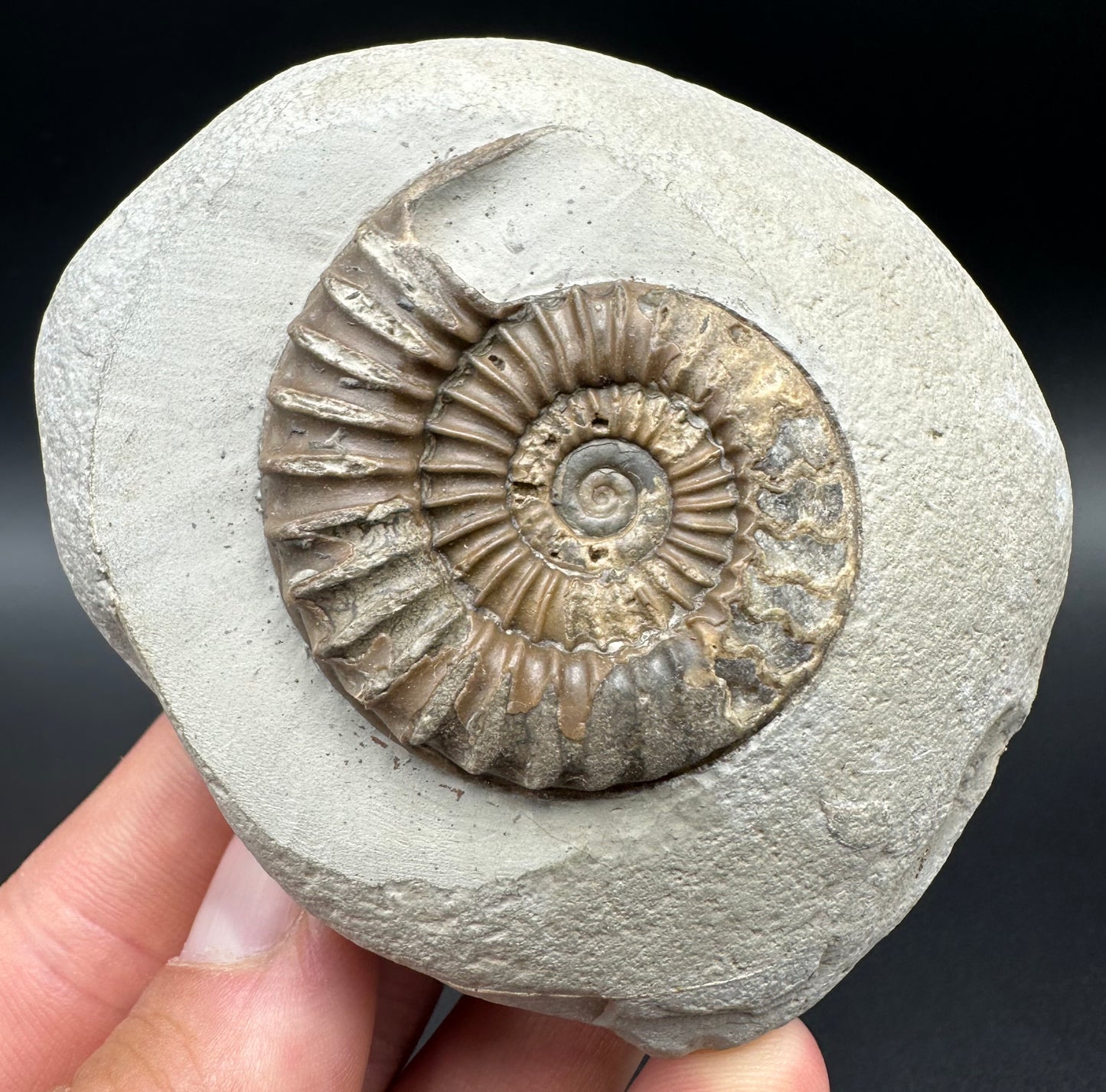 Arnioceras ammonite shell fossil with box and stand - Whitby, North Yorkshire Jurassic Coast Yorkshire Fossils