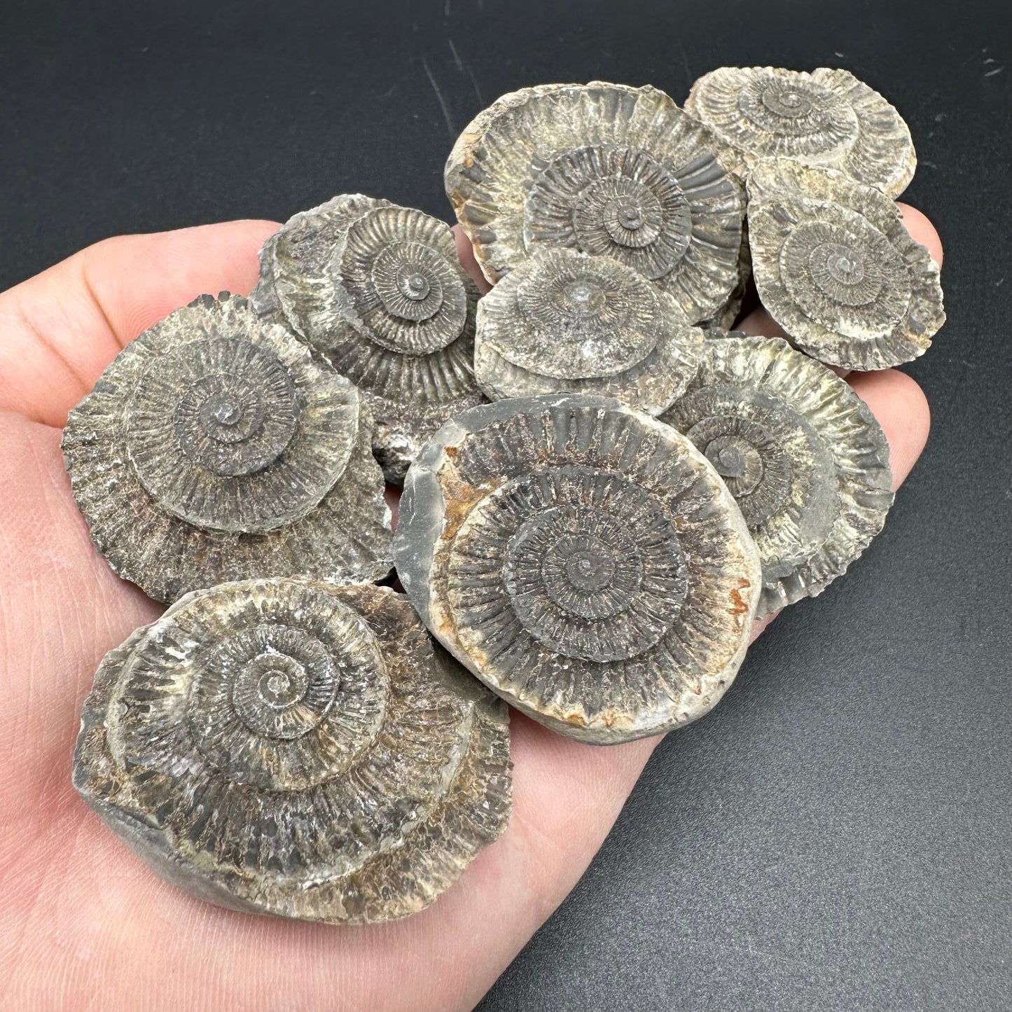 Junior Jurassic Jumble - Yorkshire Fossils Mystery Variety Fossil Bag - Whitby, North Yorkshire Jurassic Coast