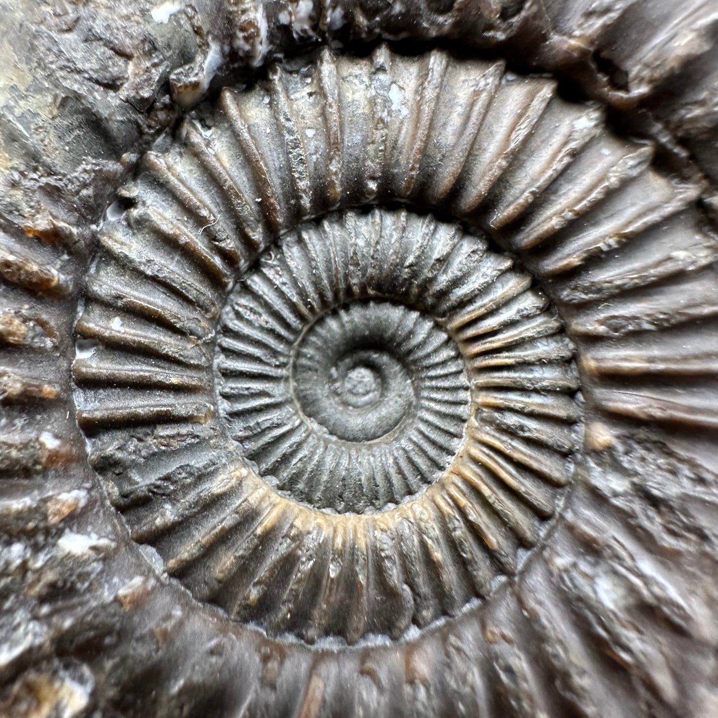 Dactylioceras Ammonite Fossil With box and Stand - Whitby, North Yorkshire Jurassic Coast Yorkshire Fossils