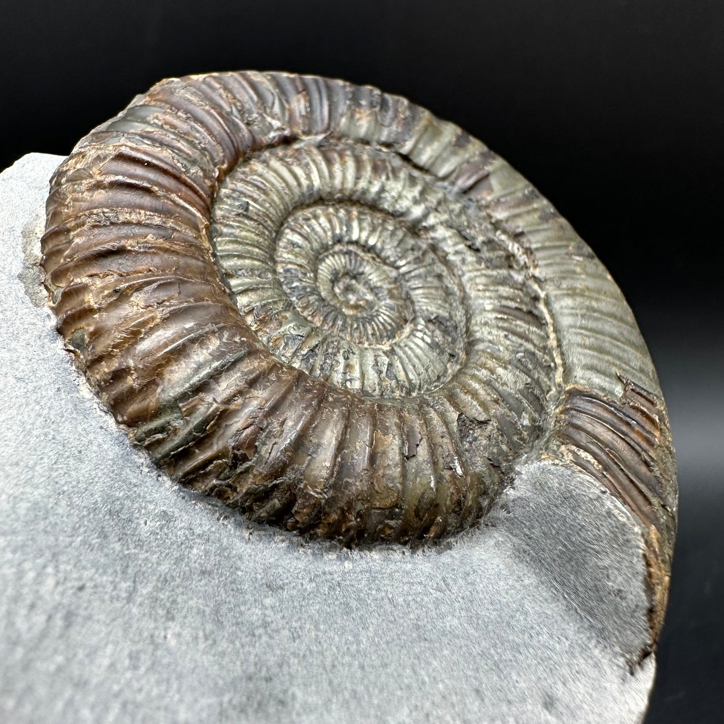 Dactylioceras Ammonite Fossil With Box And Stand - Whitby, North Yorkshire Jurassic Coast Yorkshire Fossils