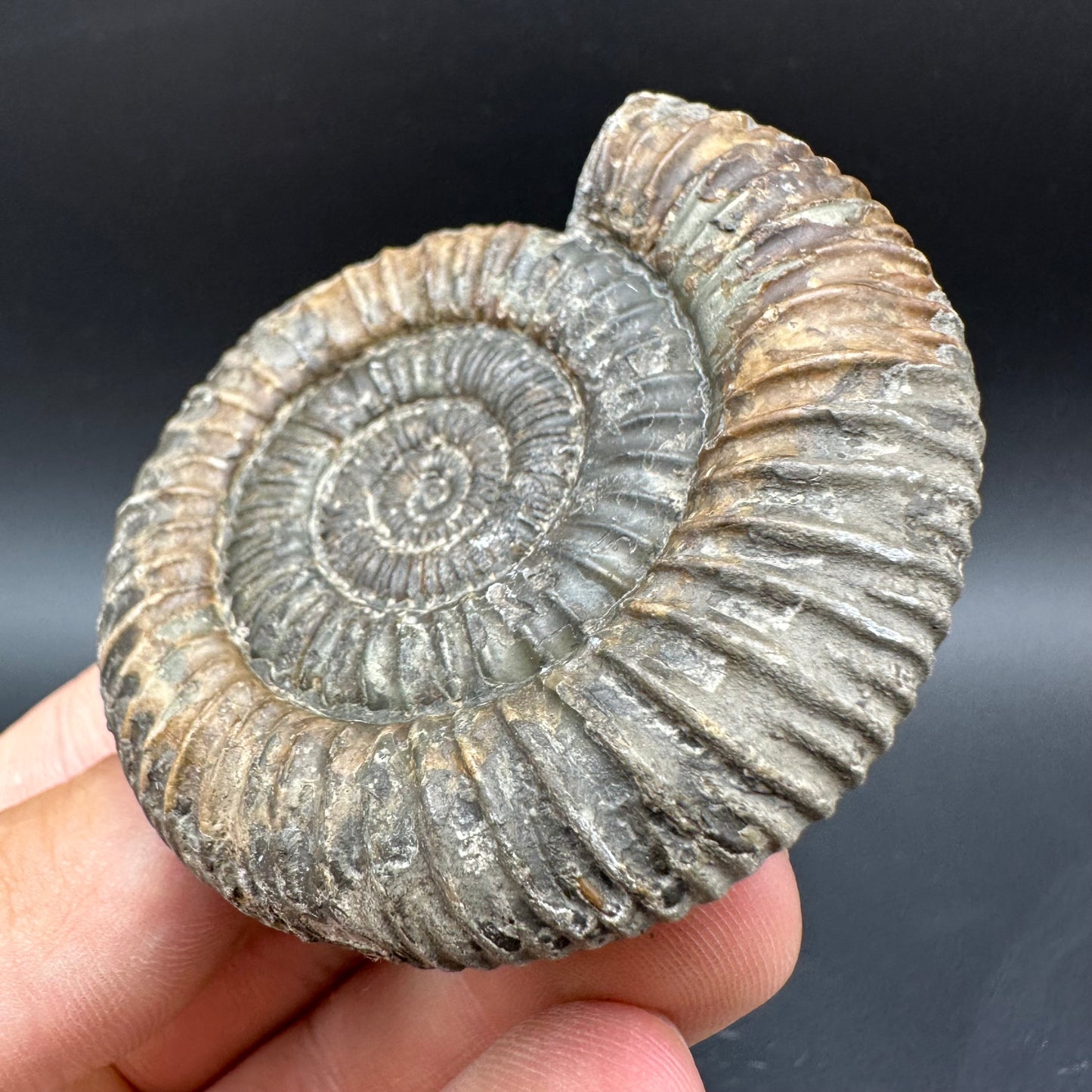 Dactylioceras Ammonite Fossil With Box And Stand - Whitby, North Yorkshire Jurassic Coast Yorkshire Fossils