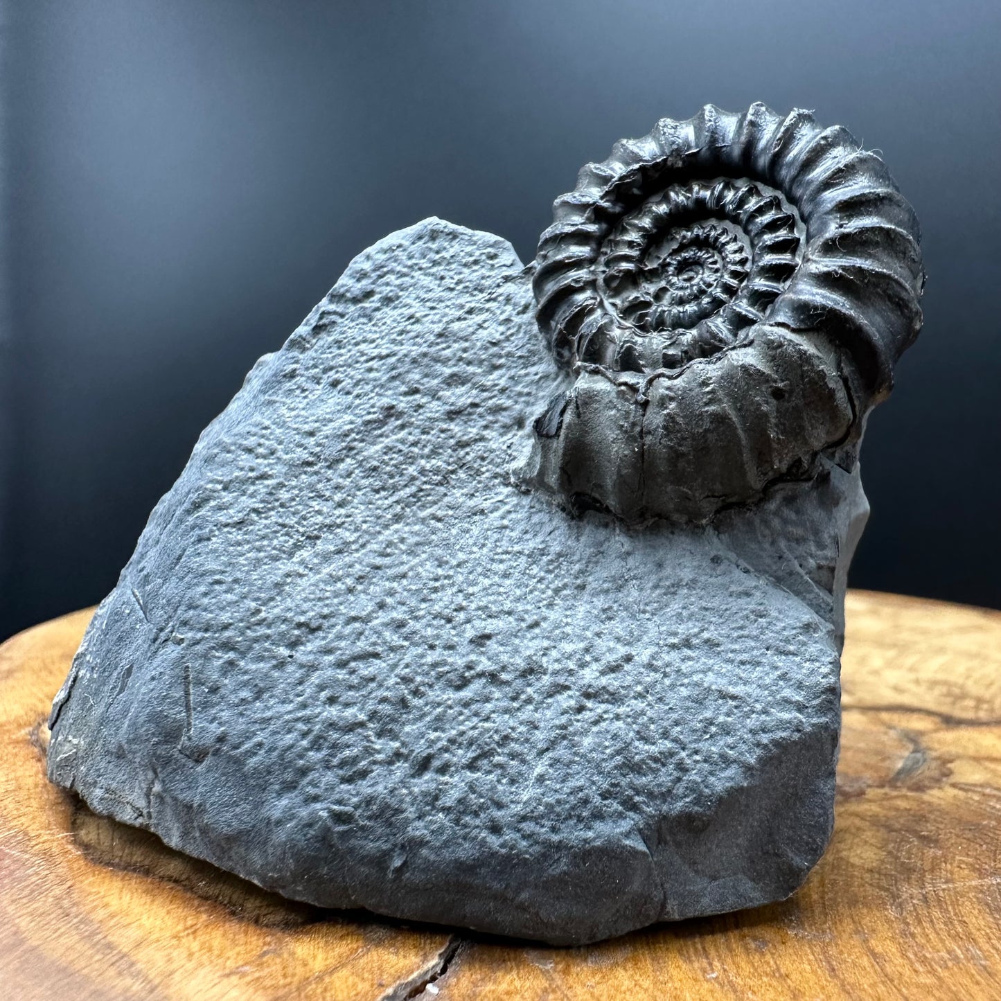 Gagaticeras Ammonite fossil with box and stand - Whitby, North Yorkshire Jurassic Coast Yorkshire Fossils