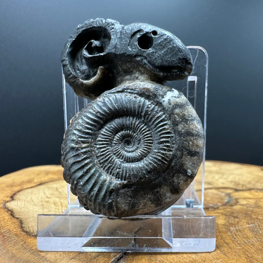 ‘Rammonite’ Snakestone Ammonite Fossil With Bag/Box And Stand - Whitby, North Yorkshire Jurassic Coast Yorkshire Fossils