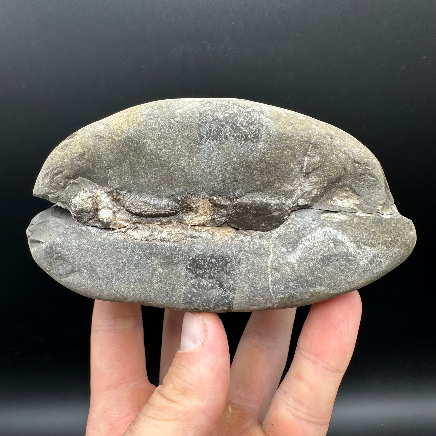 Dactylioceras Ammonite nodule (split pair) Fossil With Stand - Whitby, North Yorkshire Jurassic Coast Yorkshire Fossils