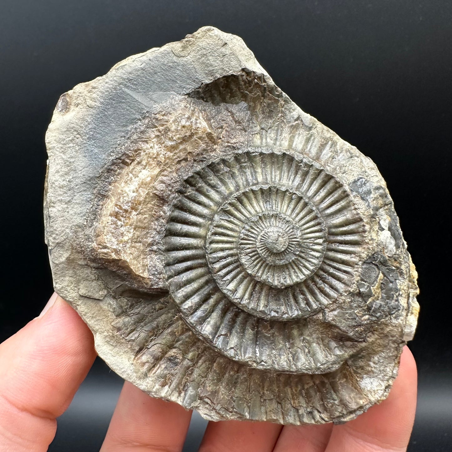 Dactylioceras Ammonite nodule (split pair) Fossil With Stand - Whitby, North Yorkshire Jurassic Coast Yorkshire Fossils