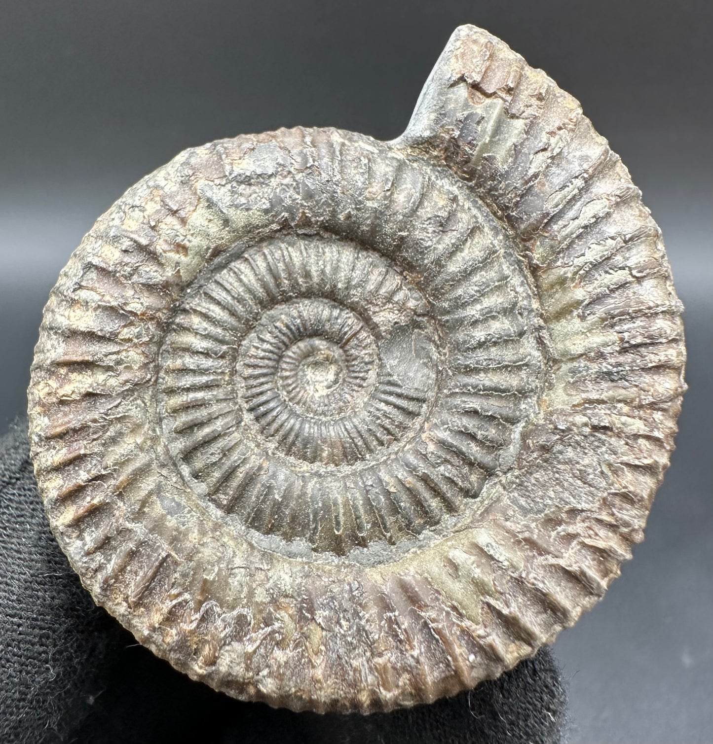 Dactylioceras Ammonite Fossil With Box And Stand - Whitby, North Yorkshire Jurassic Coast Yorkshire Fossils