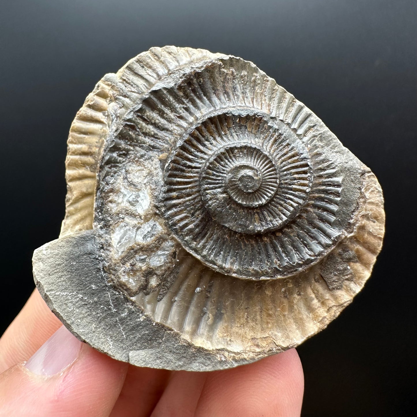 Dactylioceras Ammonite nodule (split pair) Fossil With Box And Stand - Whitby, North Yorkshire Jurassic Coast Yorkshire Fossils