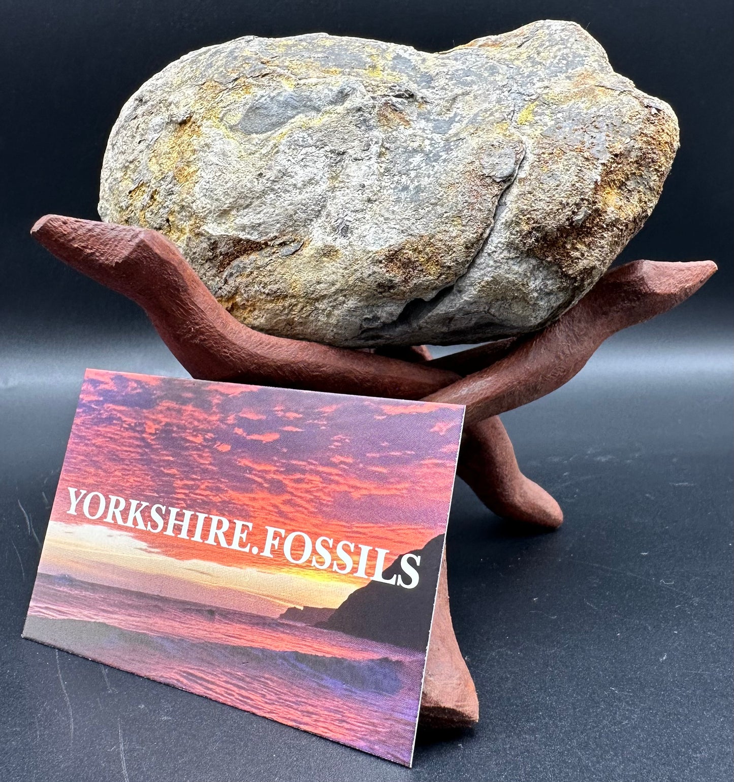 Dactylioceras Ammonite nodule (split pair) Fossil With Stand - Whitby, North Yorkshire Jurassic Coast Yorkshire Fossils