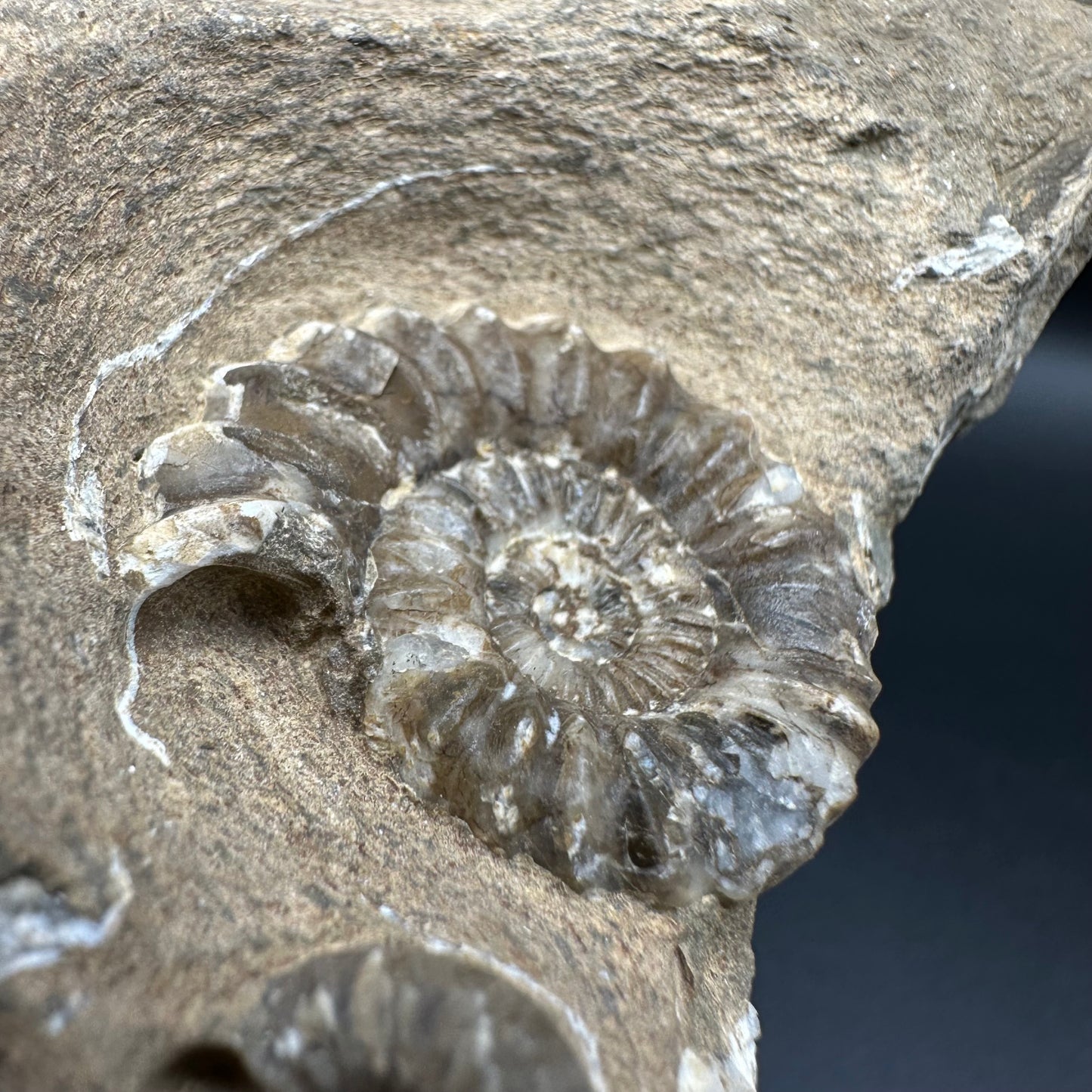 Androgynoceras capricornus Ammonite fossil with box and stand - Whitby, North Yorkshire Jurassic Coast Yorkshire Fossils