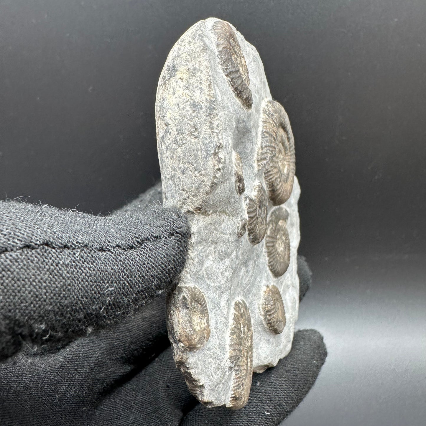 Gracile Multi-block Ammonite Fossil With Box And Stand - Whitby, North Yorkshire Jurassic Coast Yorkshire Fossils