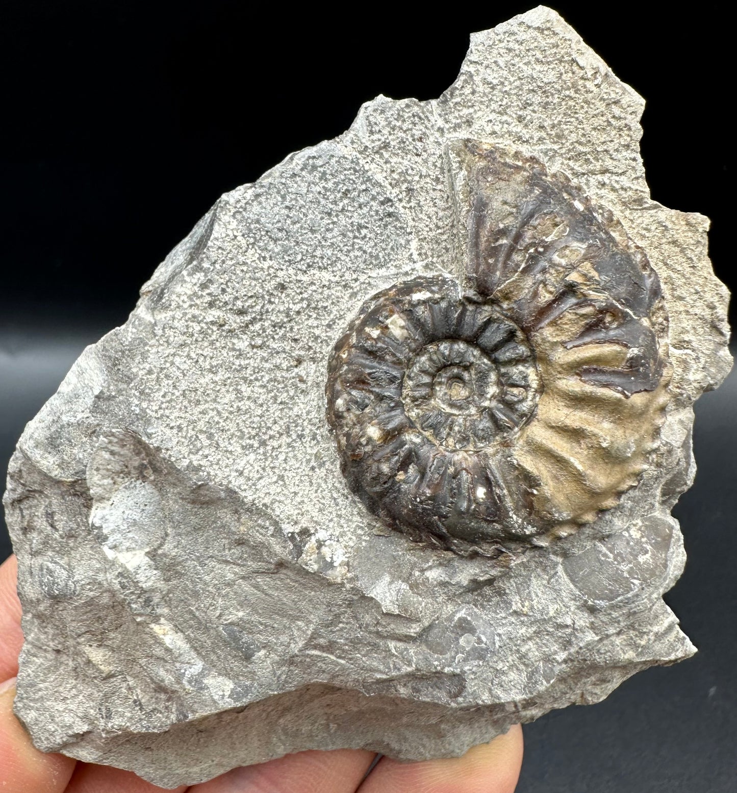 Amaltheus subnodosus Ammonite fossil with box and stand - Whitby, North Yorkshire Jurassic Coast Yorkshire Fossils