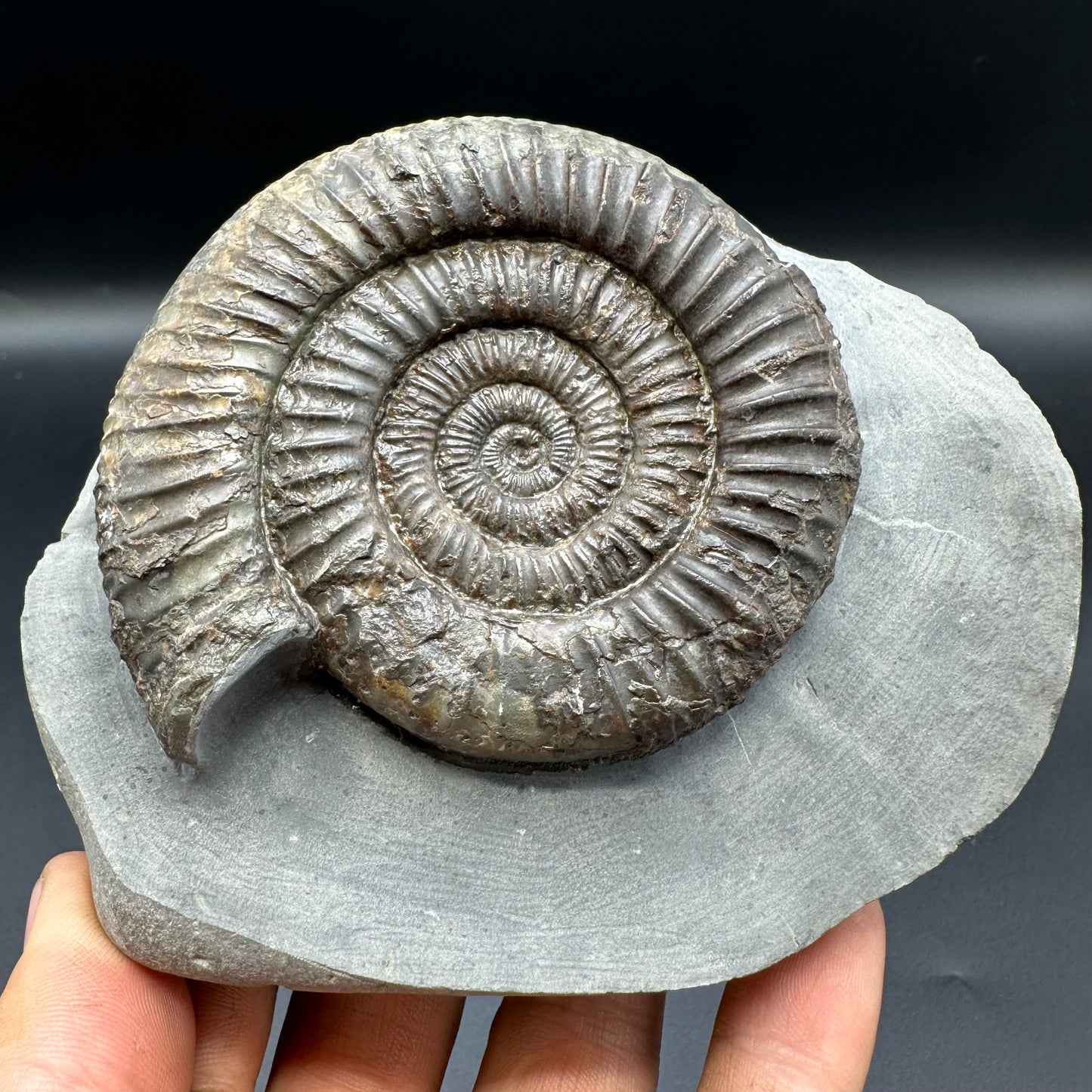 Dactylioceras Ammonite Fossil With Box And Stand - Whitby, North Yorkshire Jurassic Coast Yorkshire Fossils