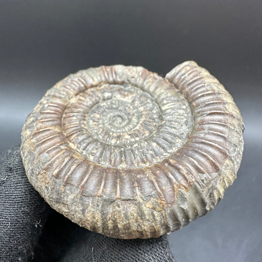 Dactylioceras Ammonite Fossil With Box And Stand - Whitby, North Yorkshire Jurassic Coast Yorkshire Fossils