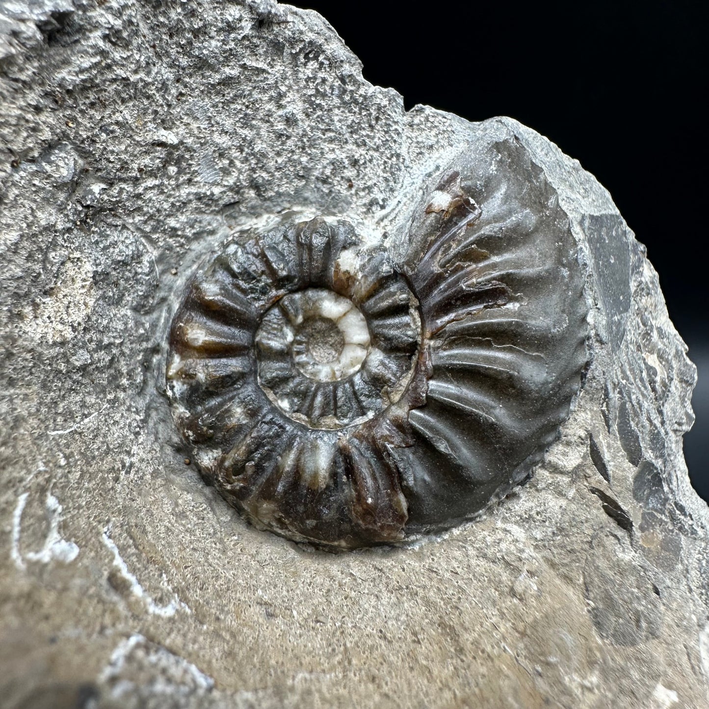 Amaltheus subnodosus Ammonite fossil with box and stand - Whitby, North Yorkshire Jurassic Coast Yorkshire Fossils