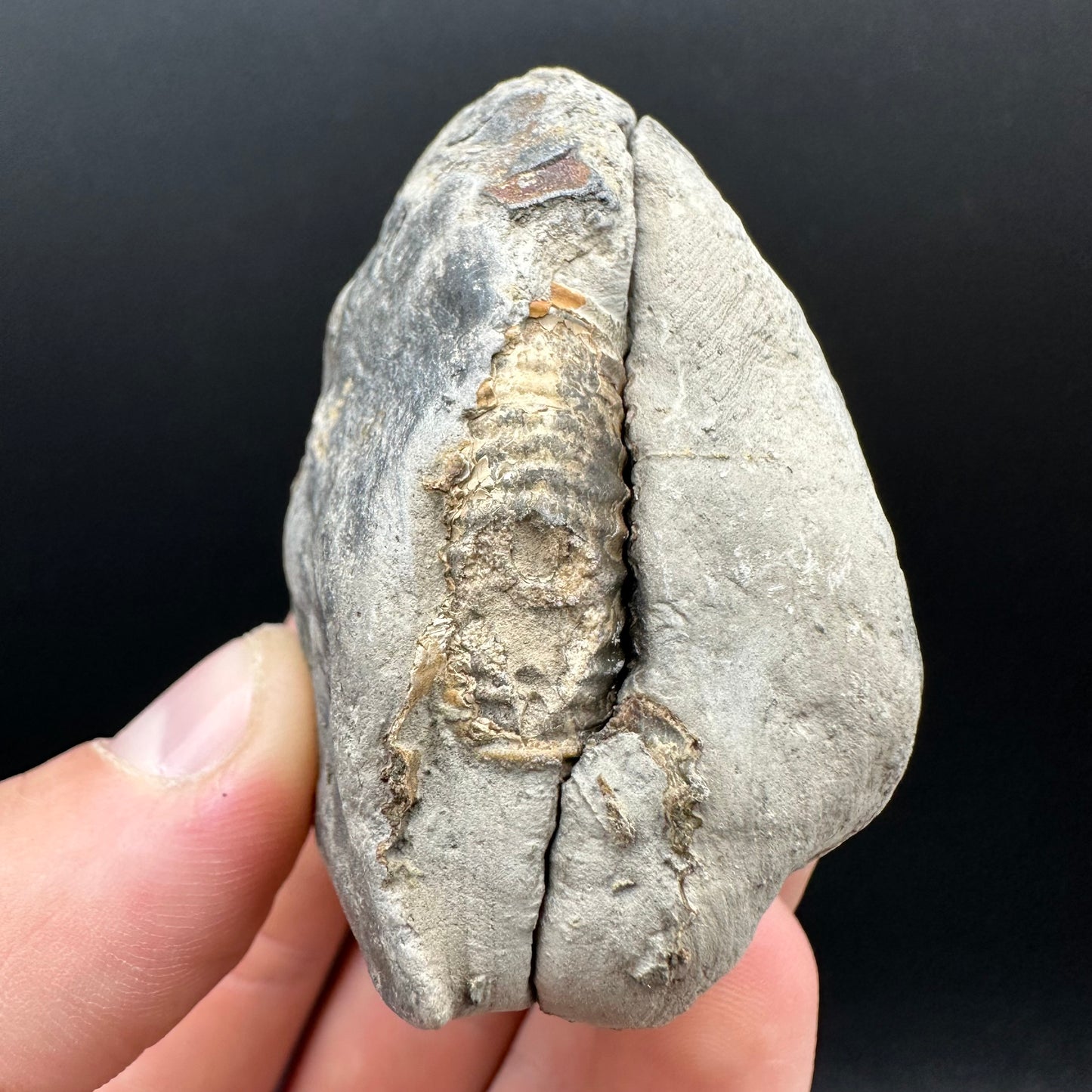 Dactylioceras Ammonite nodule (split pair) Fossil With Box And Stand - Whitby, North Yorkshire Jurassic Coast Yorkshire Fossils
