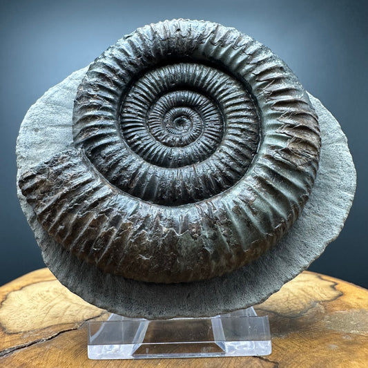 Dactylioceras Ammonite Fossil With box and Stand - Whitby, North Yorkshire Jurassic Coast Yorkshire Fossils