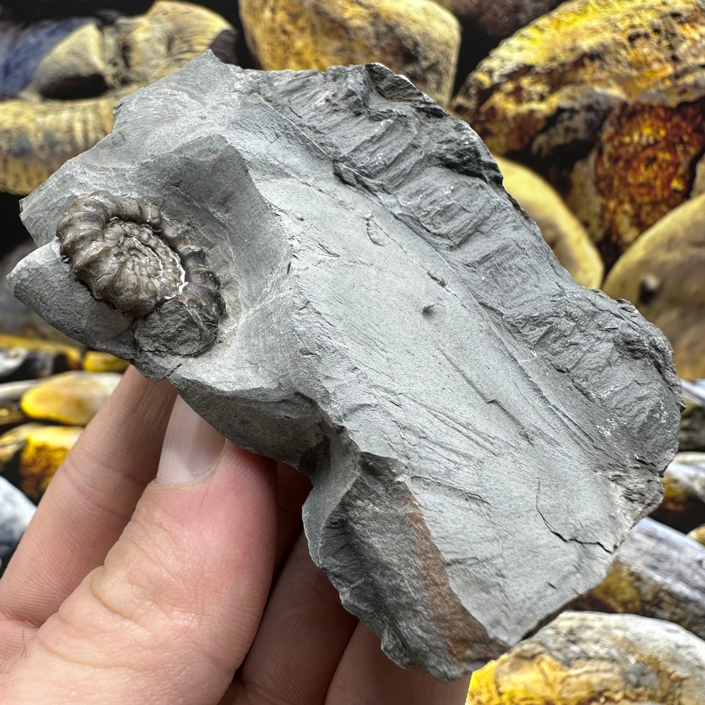 Gagaticeras ammonite fossil - Whitby, North Yorkshire