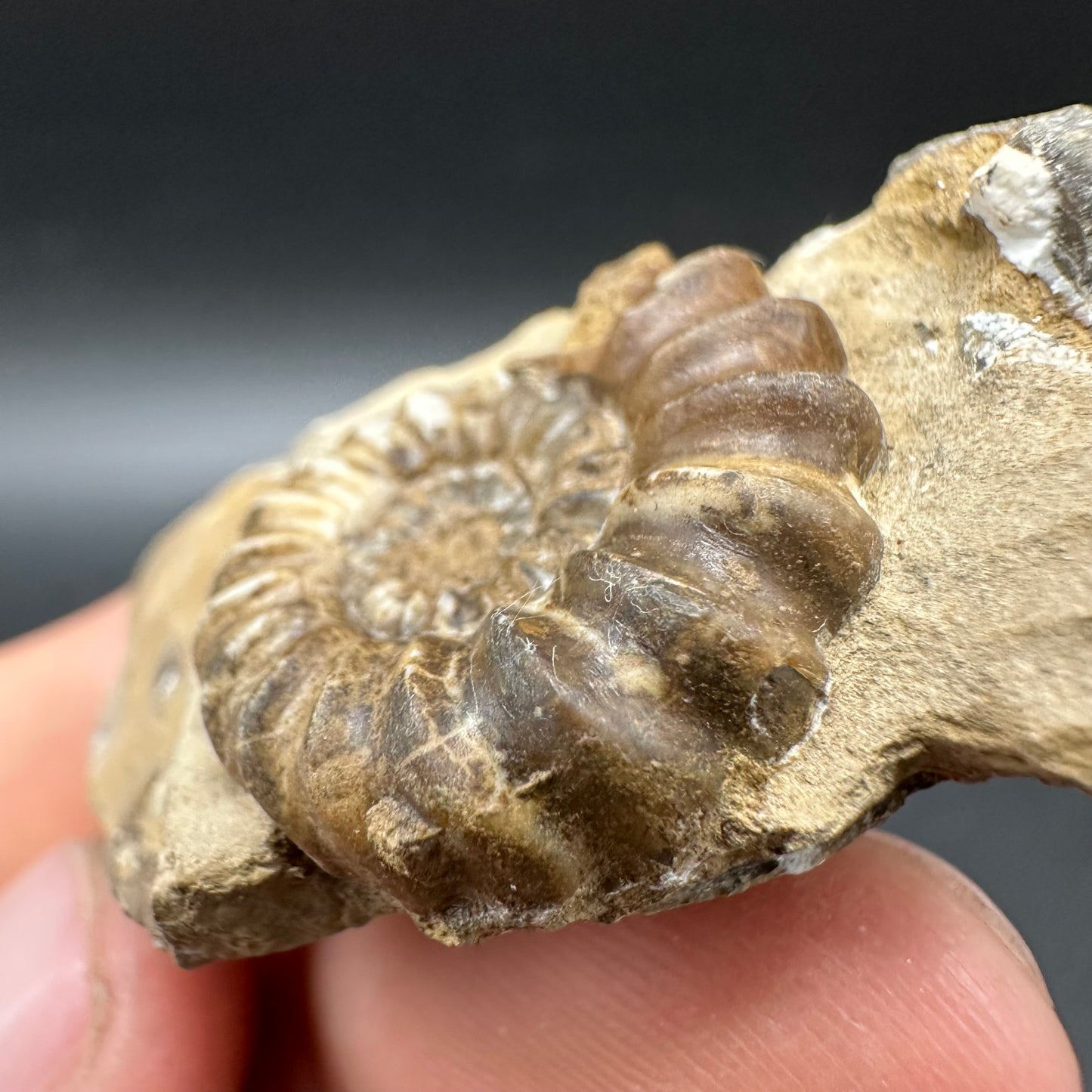 Androgynoceras capricornus Ammonite Fossil With Box And Stand - Whitby, North Yorkshire Jurassic Coast Yorkshire Fossils