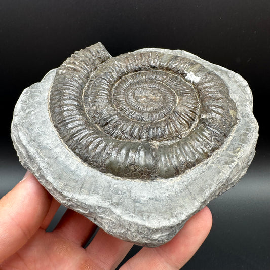 Dactylioceras Ammonite Fossil With Box And Stand - Whitby, North Yorkshire Jurassic Coast Yorkshire Fossils