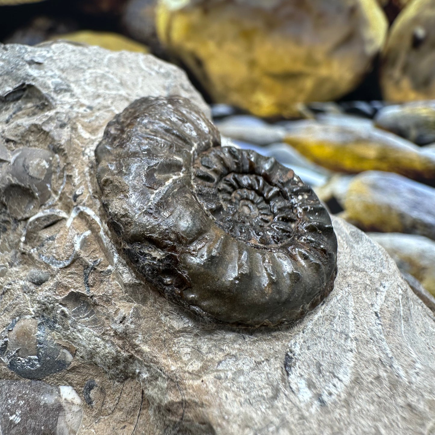 Amaltheus subnodosus ammonite fossil - Whitby, North Yorkshire Jurassic Coast, Yorkshire Fossils