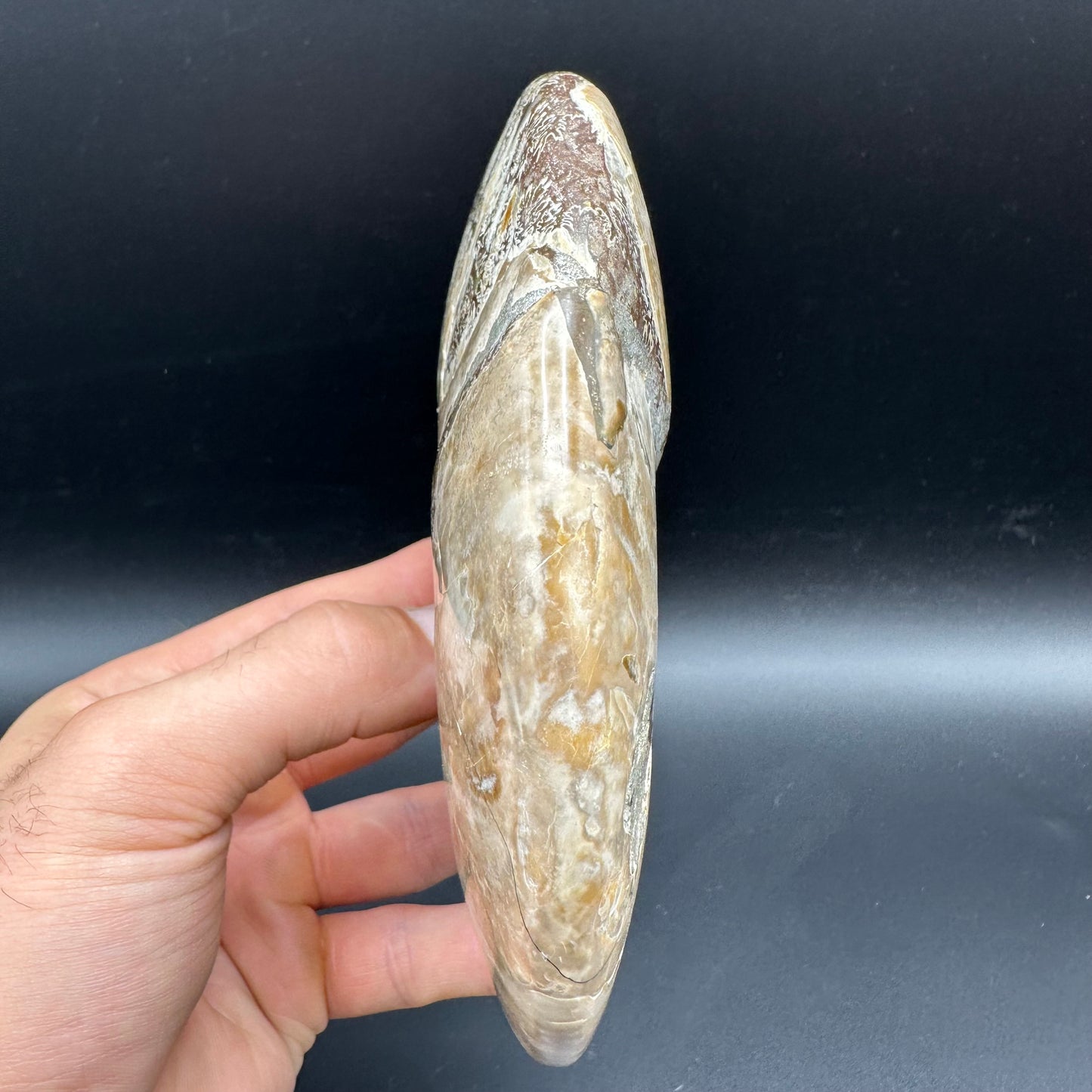 Cleoniceras Ammonite Fossil With Stand - Cretaceous Ammonite Madagascar