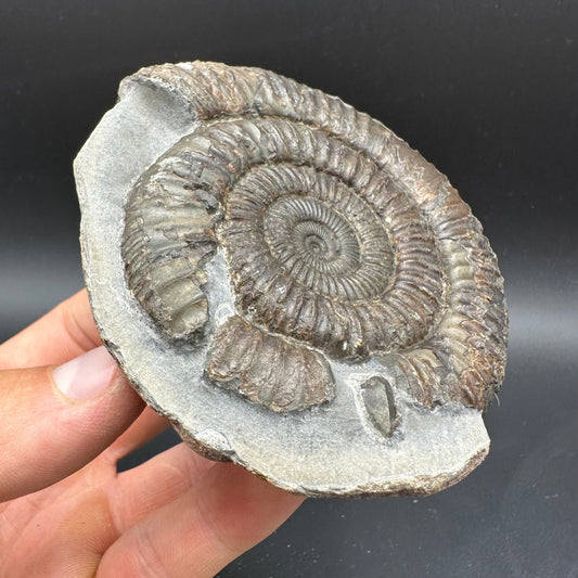 Dactylioceras Ammonite Fossil With box and Stand - Whitby, North Yorkshire Jurassic Coast Yorkshire Fossils
