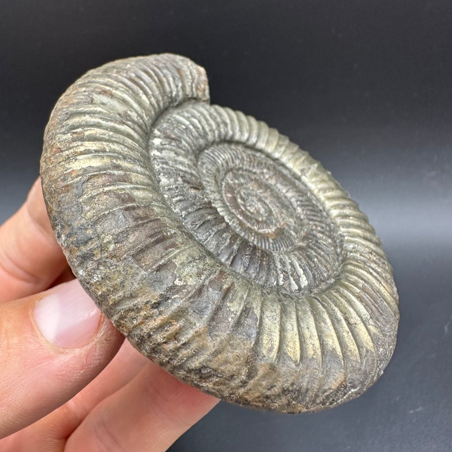 Golden Dactylioceras Ammonite Fossil With box and Stand - Whitby, North Yorkshire Jurassic Coast Yorkshire Fossils