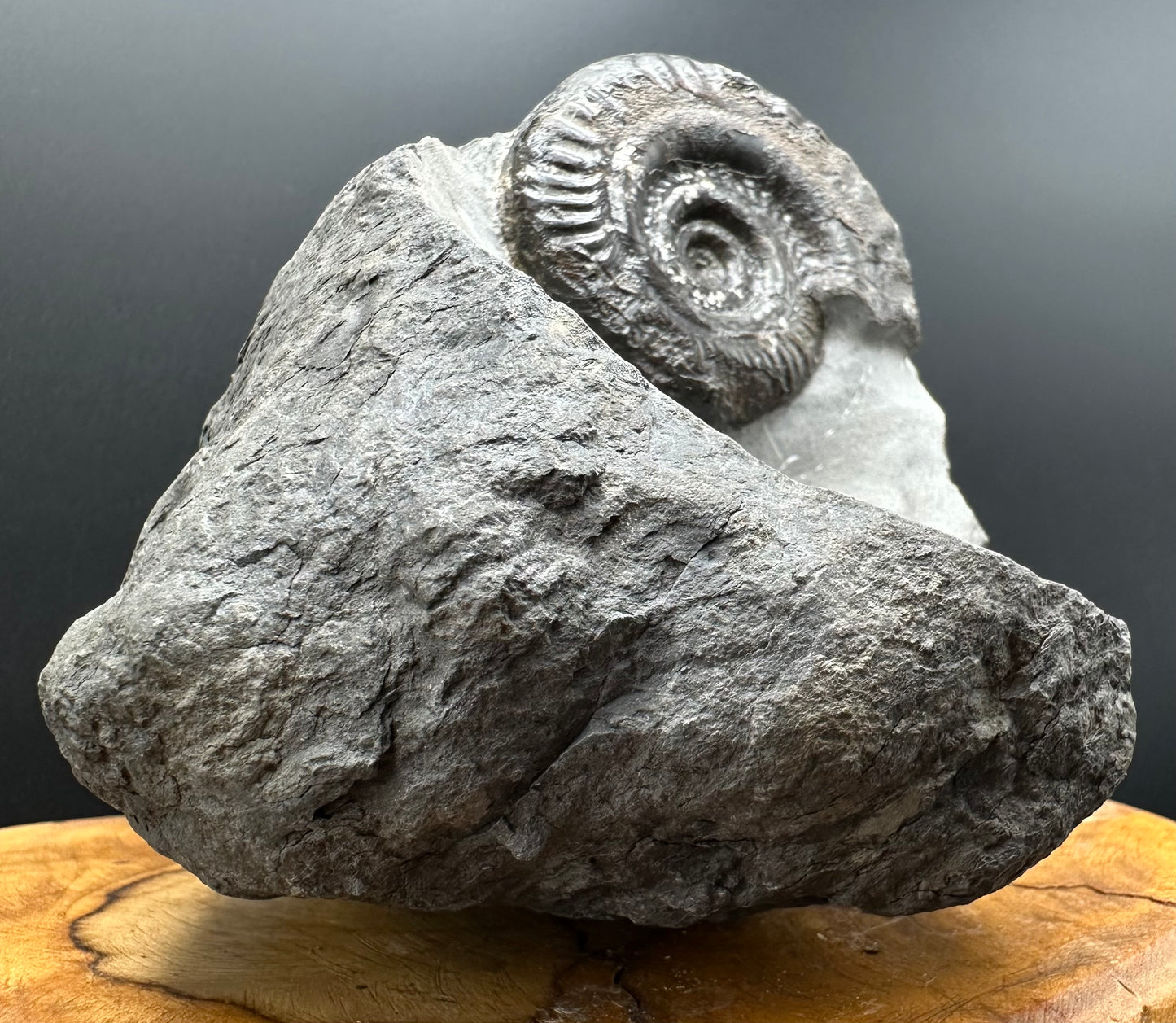 Hildoceras Bifrons Ammonite fossil with stand - Whitby, North Yorkshire Jurassic Coast, Yorkshire Fossils from the Jurassic Coast