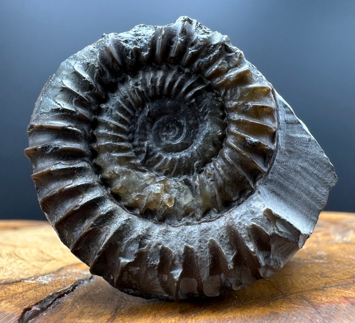 Arnioceras ammonite shell fossil with box and stand - Whitby, North Yorkshire Jurassic Coast Yorkshire Fossils