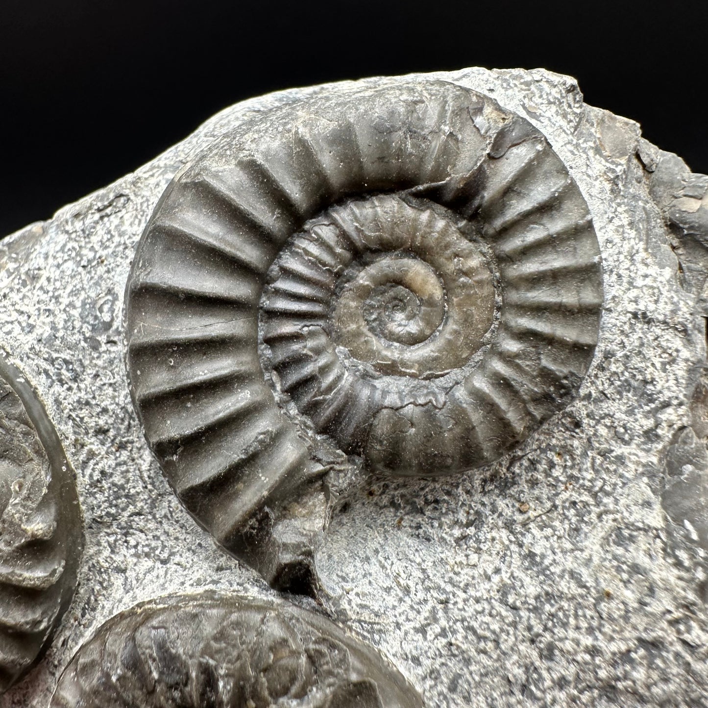 Arnioceras ammonite shell fossil with box and stand - Whitby, North Yorkshire Jurassic Coast Yorkshire Fossils