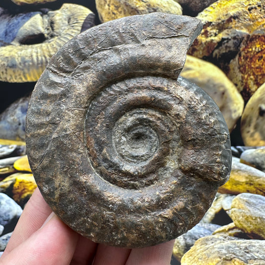 Hildoceras lusitanicum ammonite fossil - Whitby, North Yorkshire Jurassic Coast, Yorkshire Fossils