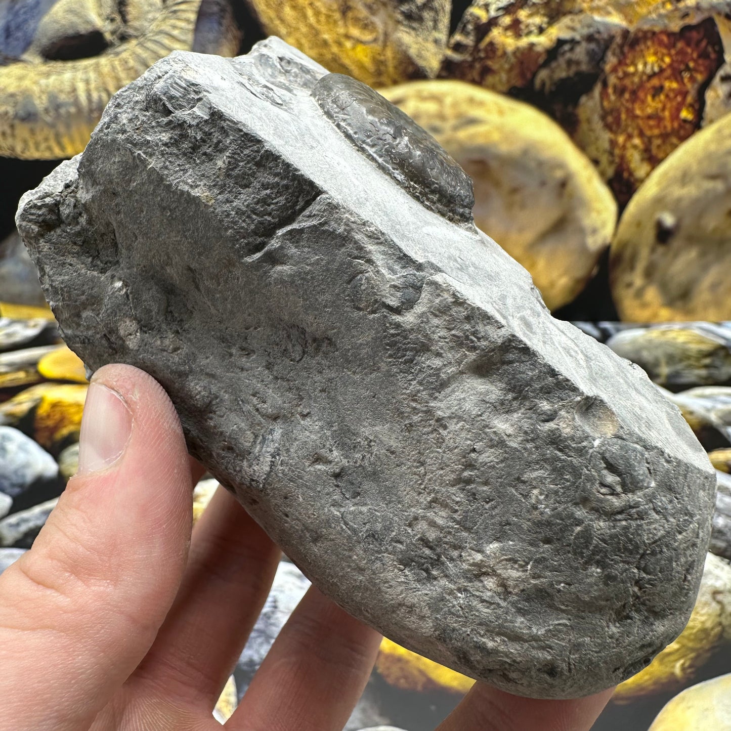 Grammoceras thoaurense ammonite shell fossil - Whitby, North Yorkshire
