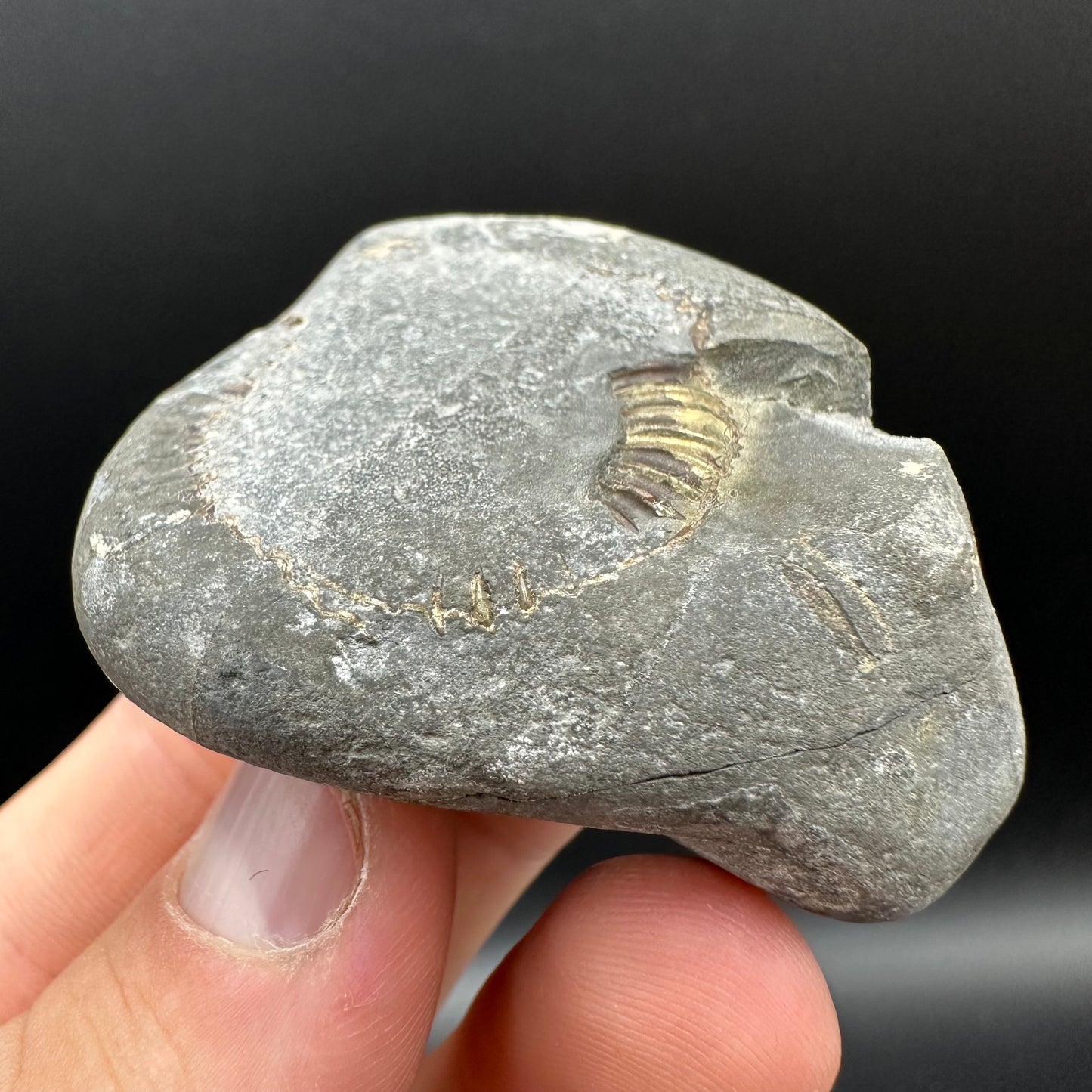 Dactylioceras Ammonite nodule (split pair) Fossil With Box And Stand - Whitby, North Yorkshire Jurassic Coast Yorkshire Fossils