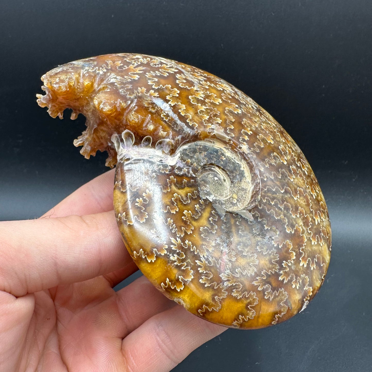 Cleoniceras Ammonite Fossil With Box And Stand - Cretaceous Ammonite Madagascar