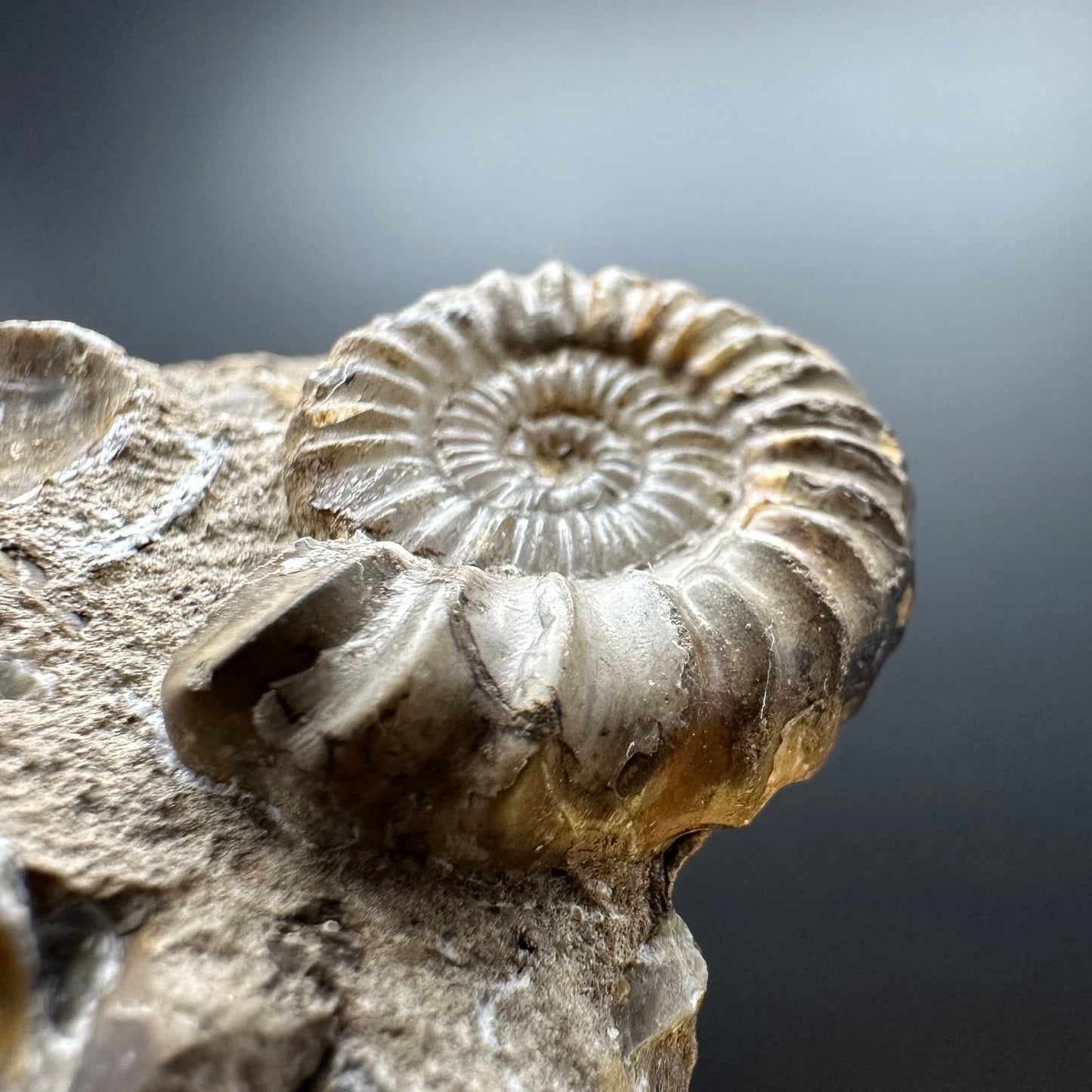 Androgynoceras capricornus Ammonite Fossil With Box And Stand - Whitby, North Yorkshire Jurassic Coast Yorkshire Fossils