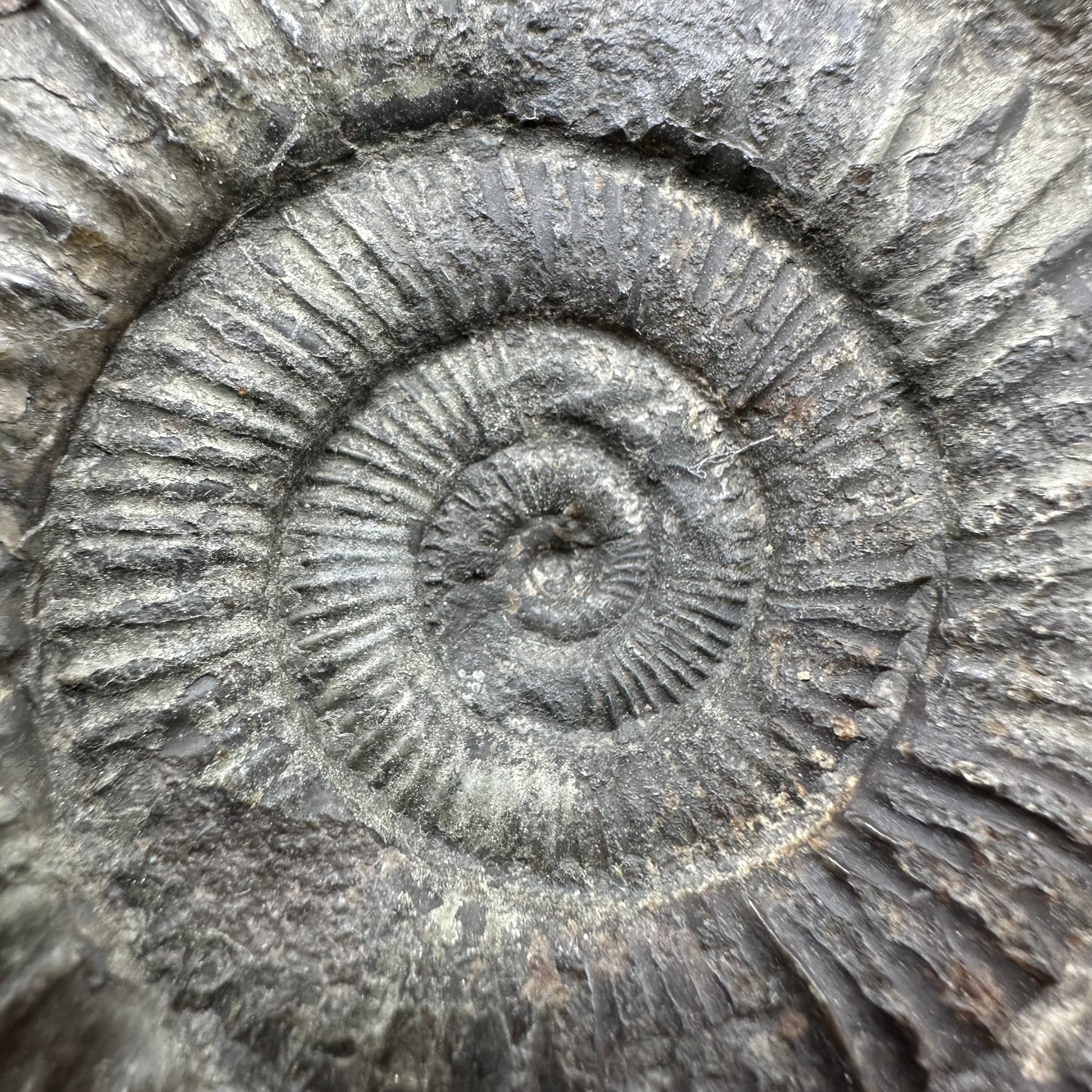 Dactylioceras Ammonite Fossil With Box And Stand - Whitby, North Yorkshire Jurassic Coast Yorkshire Fossils