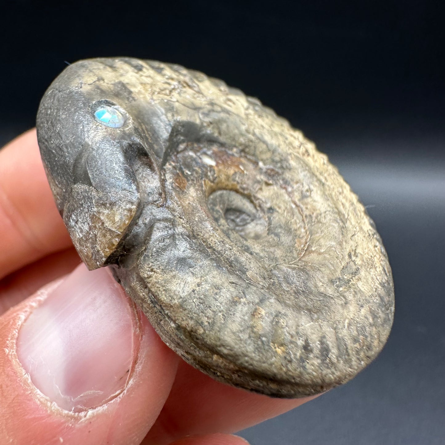 Snakestone Ammonite Fossil With Bag/Box And Stand - Whitby, North Yorkshire Jurassic Coast Yorkshire Fossils