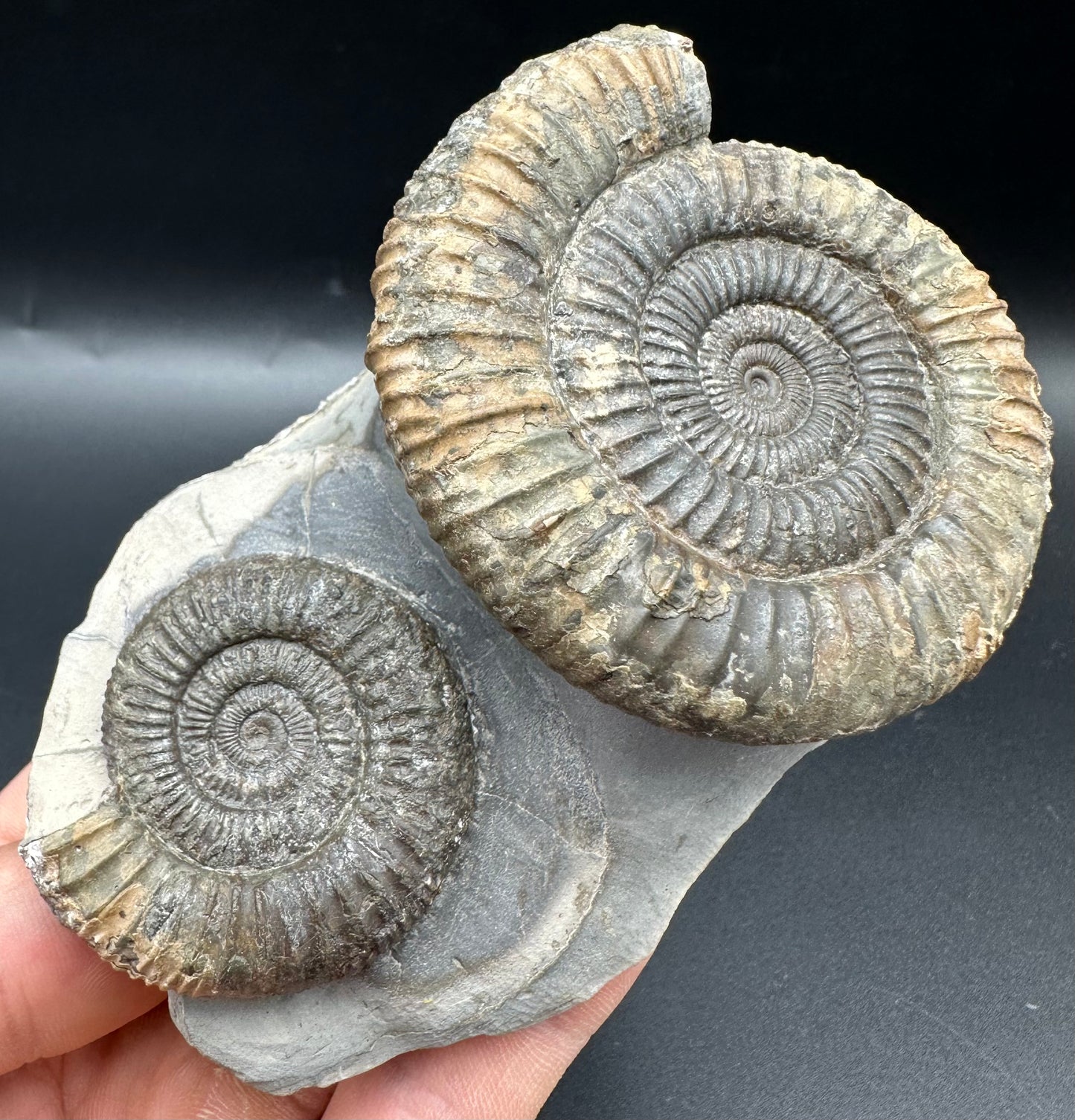 Dactylioceras Multi ammonite fossil with box and stand - Whitby, North Yorkshire Jurassic Coast, Yorkshire Fossils