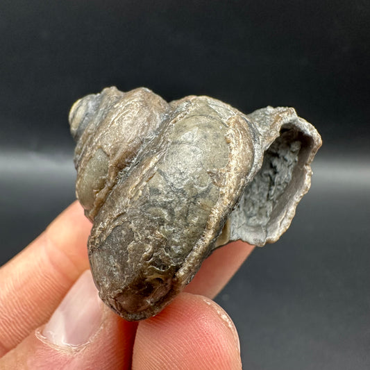 Gastropod Shell Fossil With Box And Stand - Whitby, North Yorkshire, Jurassic Coast, Yorkshire Fossils