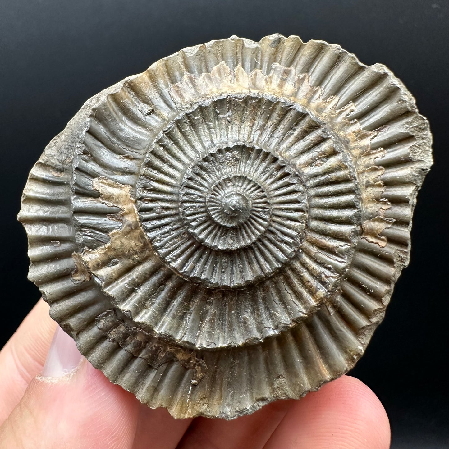 Dactylioceras Ammonite nodule (split pair) Fossil With Box And Stand - Whitby, North Yorkshire Jurassic Coast Yorkshire Fossils