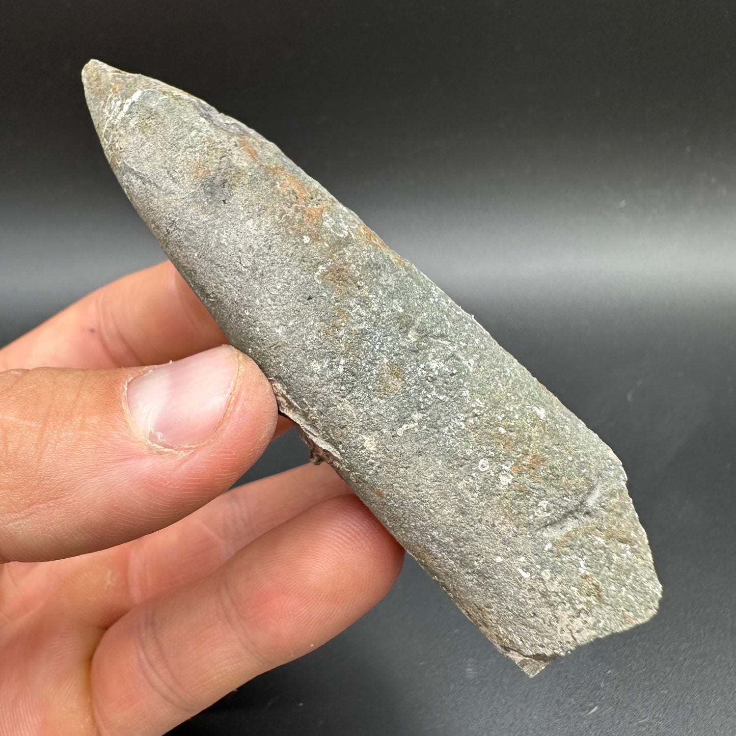Belemnite (Fossil Squid) shell fossil with box and stand - Whitby, North Yorkshire Jurassic Coast Yorkshire Fossils
