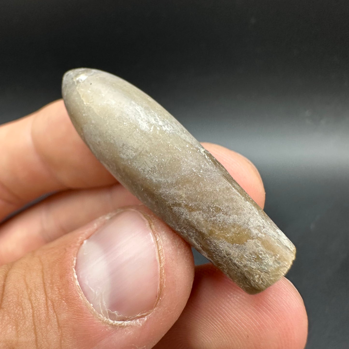 Hibolite (Fossil Squid) shell fossil - Whitby, North Yorkshire Jurassic Coast Yorkshire Fossils